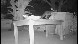 How Many Chicken Legs Will A Gray Fox Eat?