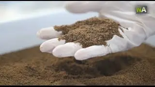 NA La cr&eacute;ation d&rsquo;une farine d&rsquo;insectes riche en prot&eacute;ines pour la consommation animale attire la FAO
