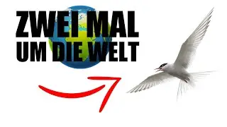 Die krassesten Zugvogel-Rekorde