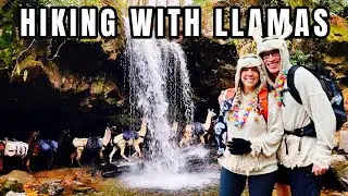 Grotto Falls Halloween hike + LeConte Llamas (Great Smoky Mountains)