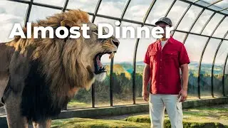 Unbelievable Animal Chase Caught on Camera! 🔥
