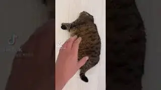 Chonker