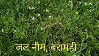 जल नीम, ब्राह्मी का पौधा