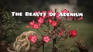 The Beauty of Adenium || Desert Rose in  Full Bloom || Care Tips 
