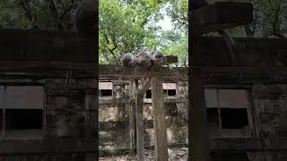 Ангкор: обезьяны-инфоцыгане #камбоджа #ангкор #angkor #путешествия #отдых #забавныеживотные
