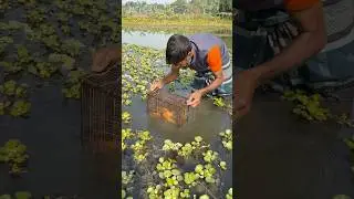 Amazing village fishing #village #fishing #villagepond