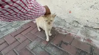 🌤️ What if your kindness🐾 was their miracle?❤️