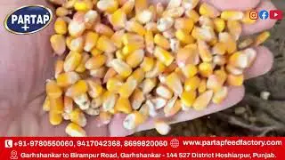 Increase milk production in winters with Partap+ cattle feed. Contact 9780550060