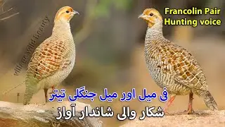 Teetar ki Ladai or Shikar Wali Awaz | Grey Partridge Hunting Sound | Jungle Francolin Voice