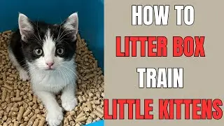 How To Litter Train Your Kitten (+ Most Common Mistakes To Avoid)