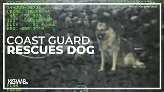Dog rescued by Coast Guard after falling down Oregon coast cliff | Raw video