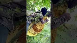 Big honeycomb in palm sugar tree #arispurwadi #nature #honeybeedance #bee #honeybeesting