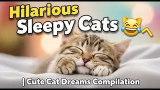 Hilarious Sleepy Cats 😹 | Cute Cat Dreams Compilation #Sleep #Healing