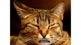 Stitch Kitty is Scary!