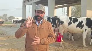 03466152628 | Live milking cow | record milking cow of 2026 | big udder cow | cow on YouTube 