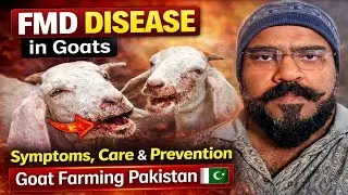 FMD Disease in Goats: Easy Signs to Spot and Care Tips