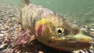NATIVE cutthroat: Grand Teton National Park, Wyoming