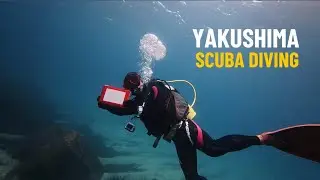 Scuba Diving in the Magical Island of Yaksushima Japan