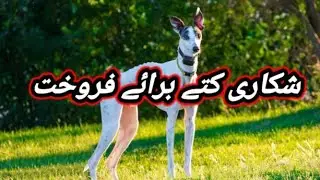 Tazi Dog Available For Sale In Pakistan | Shikari Dog |