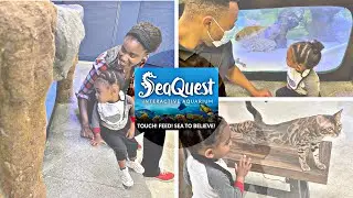 Sea Quest at Stonecrest Review