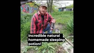 Incredible Homemade Sleeping Potion from Valerian Root #shorts
