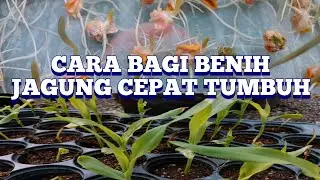 CARA SEMAI BIJI BENIH JAGUNG CEPAT TUMBUH #bajamilagro #harvest #tanaman