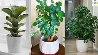 14 Exotic Dwarf Tree Like Houseplants for Homes