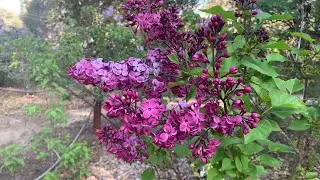 Lilac Garden tour