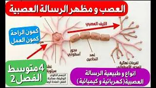 أقوى شرح في لعلوم الطبيعية 4متوسط فصل2 درس الاتصال العصبي: مظهر العصب ،انتقال الرساله العصبية