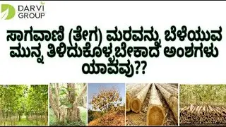 Before Planting Teak watch This!!!!! | Teak Plantation Problems| Tissue Culture Teak ? |