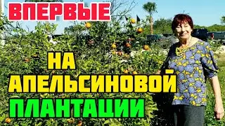 АПЕЛЬСИНОВАЯ ПЛАНТАЦИЯ ВО ФЛОРИДЕ КЛЕРМОНТ❤SHOWCASE OF CITRUS