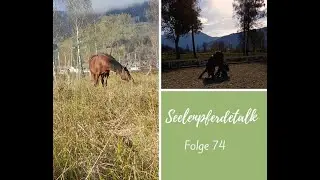 Seelenpferdetalk 74 - Zirkuslektionen ja oder nein?