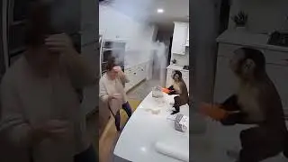 Monkey&rsquo;s Toy Gun Prank Sparks Flour Explosion&mdash;Hilarious Kitchen Chaos!