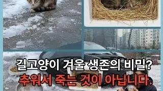 15년차 집사의 겨울철 길고양이 보호 가이드
