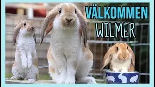 KÖPA KANIN ♡ Välkommen Wilmer ♡