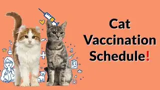 Your Complete Guide to Kitten & Adult Cat Vaccinations.