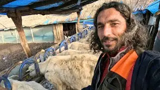 Oğlaklar, Süt Nöbeti ve Deli Çobanın İnadı