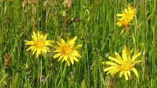Flower Meadow   39162
