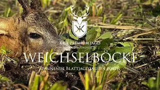 Weichselb&ouml;cke - K&K Premiumjagd Rehbockjagd Polen