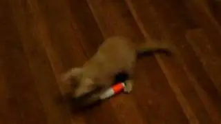 cRaZy CaT pLaYiNg WiTh A cOrK!!!