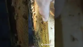 Осмотр роя заселившегося в пустой улей на пасеке.
