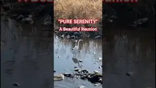 Beautiful Moments of White Herons in a Crystal Clear Japanese River. #romizfm #anakrantau #vlog