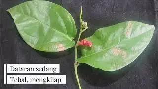 DIVERSITAS FITOKIMIA TABIA BUN ( Piper spp. ) PADA GRADIEN KETINGGIAN DI BALI DAN PENGARUHNYA