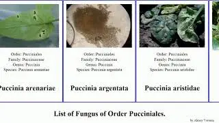 List of Fungus of Order Pucciniales. gymnosporangium uromyces melampsora phragmidium cronartium