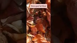 Onion peel fertilizer for plants#shorts#fertilizer #onion #onionpeelfertilizer