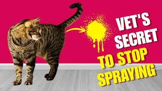 Как остановить кошку, которая метит все вокруг