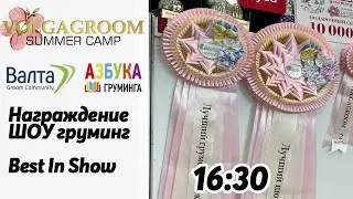 Награждение ШОУ, Best In Show