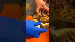 &rlm;Durian, the king of fruits in the world in Beijing#shortsvideo#durian#fruit#china