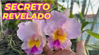 ORQUIDEAS CON ORQUIDEAS CON FLORACIONES INCREIBLES, LO QUE DEBES DE SABER #orchid #orquidias