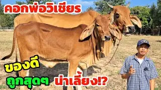 มาแล้วครับ‼️30 ม.ค.69 ของดีชุดใหม่คอกพ่อวิเชียร ถูกสุดๆชุดนี้น่าเลี้ยง รีบมาเลือกชมกันเลย